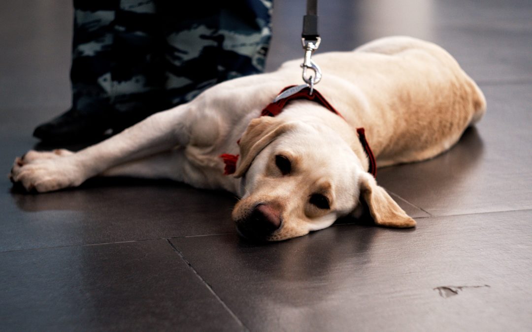 Not All Assistance Dogs Are Service Dogs