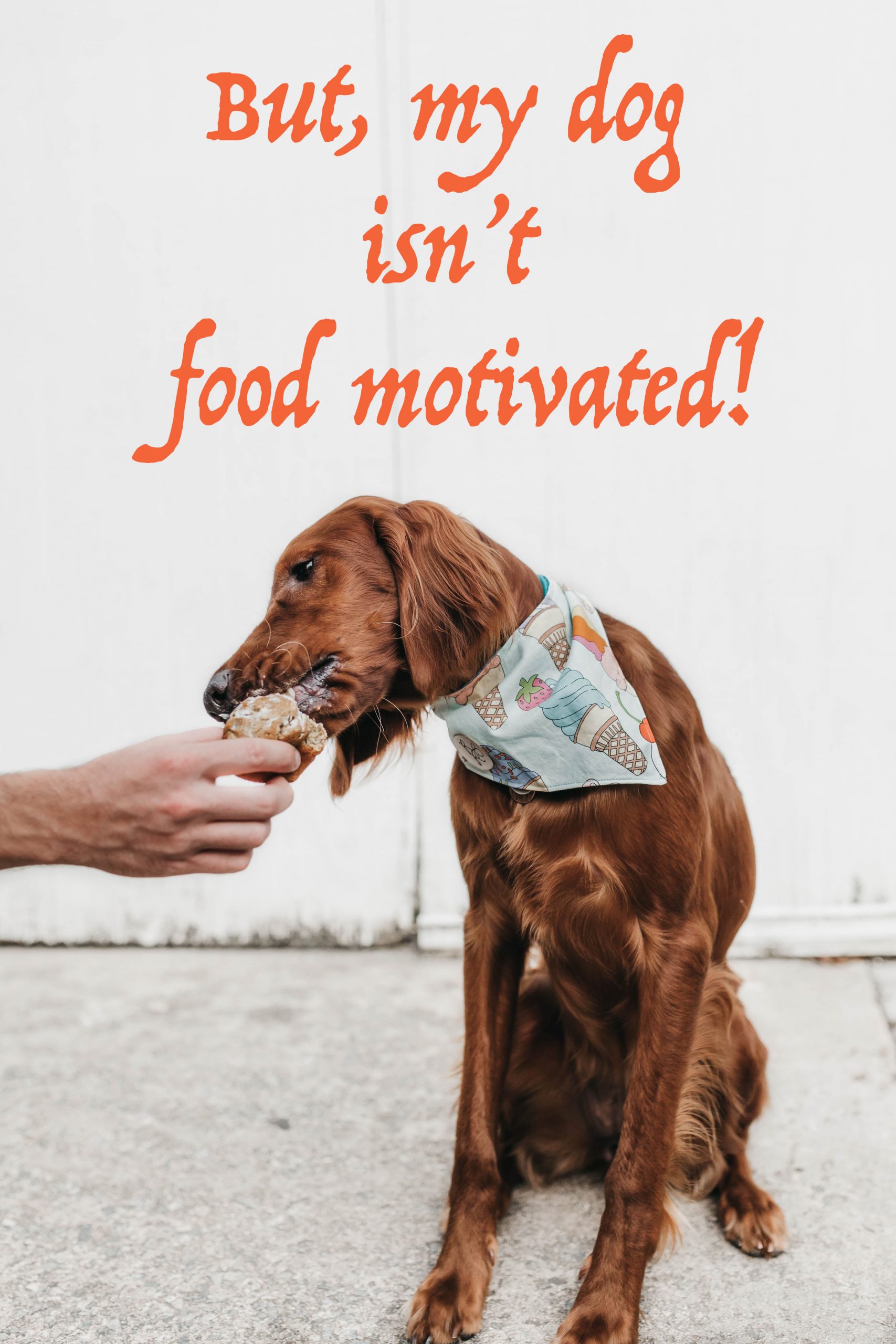 But, my dog isn’t food motivated!