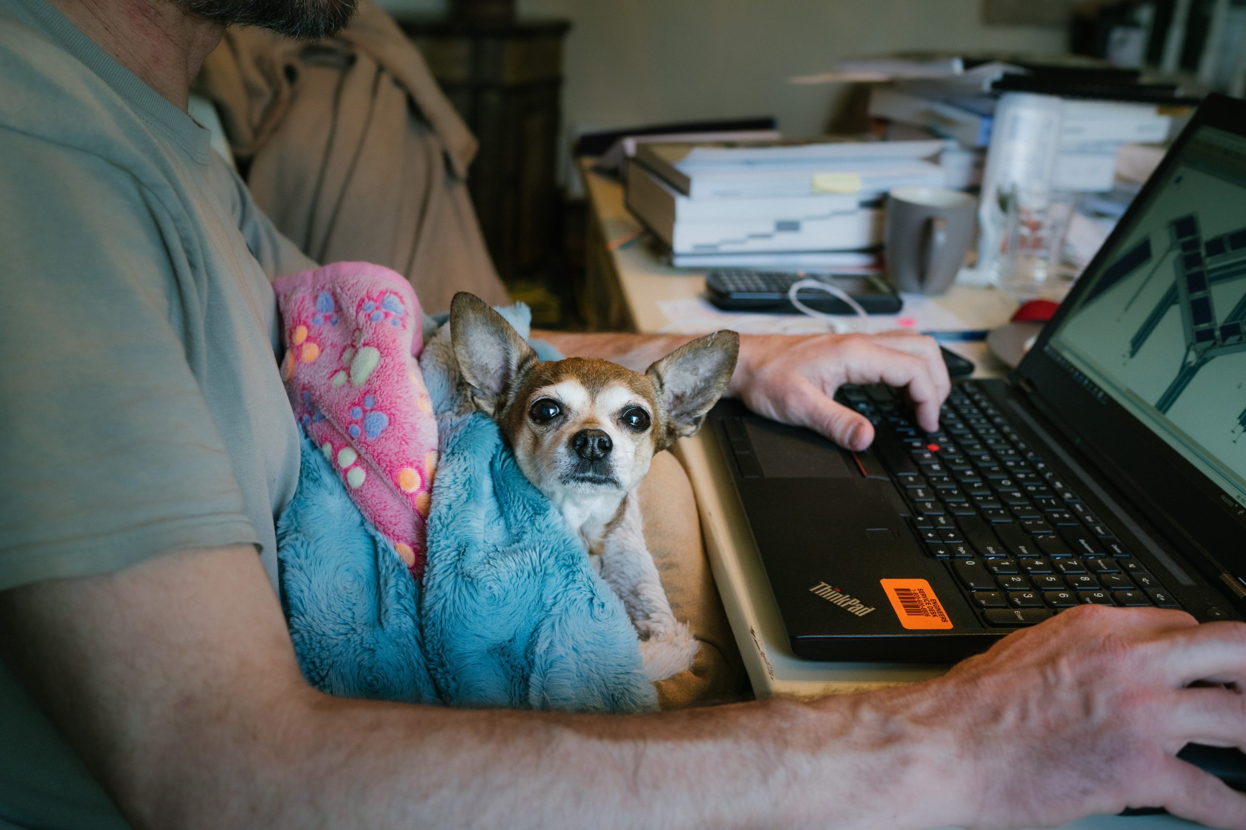 Prepare Fido For Your Return To Work