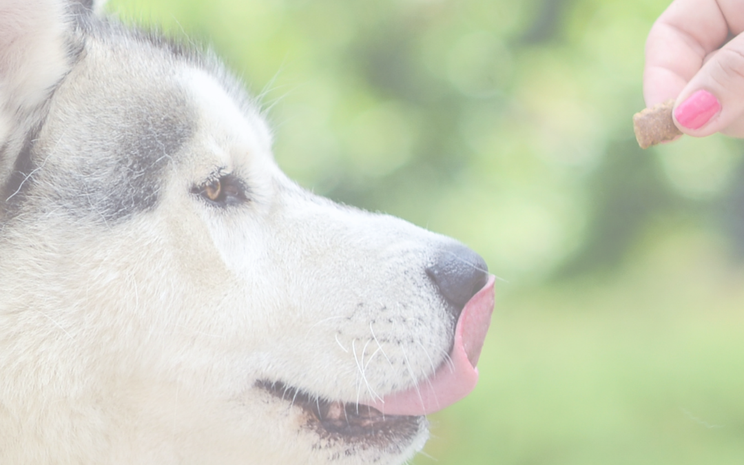 Fearful Dogs and Hand Feeding