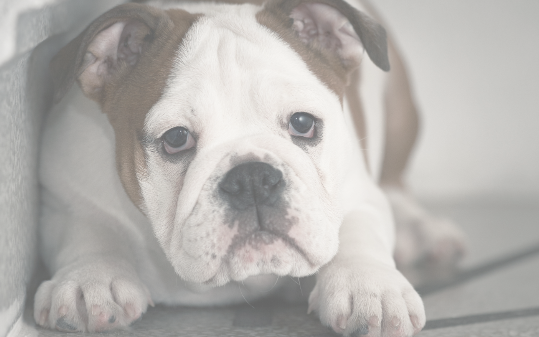 5 Mistakes You’re Making With Your Fearful Dog