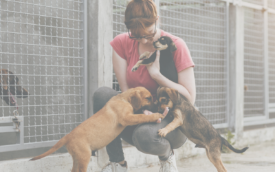 How To Select A Rescue Or Shelter