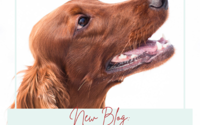 Are You Just Lucky When Your Dog Listens To You?