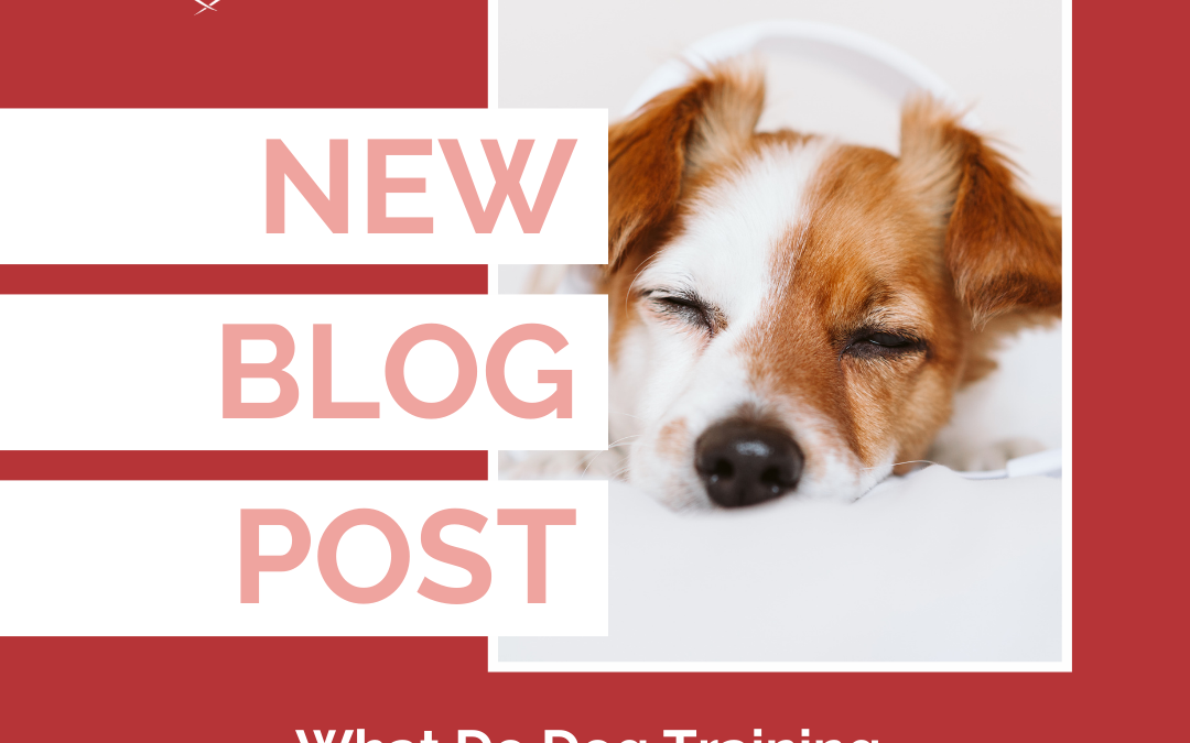 What Do Dog Training and Marathon Training Have In Common?