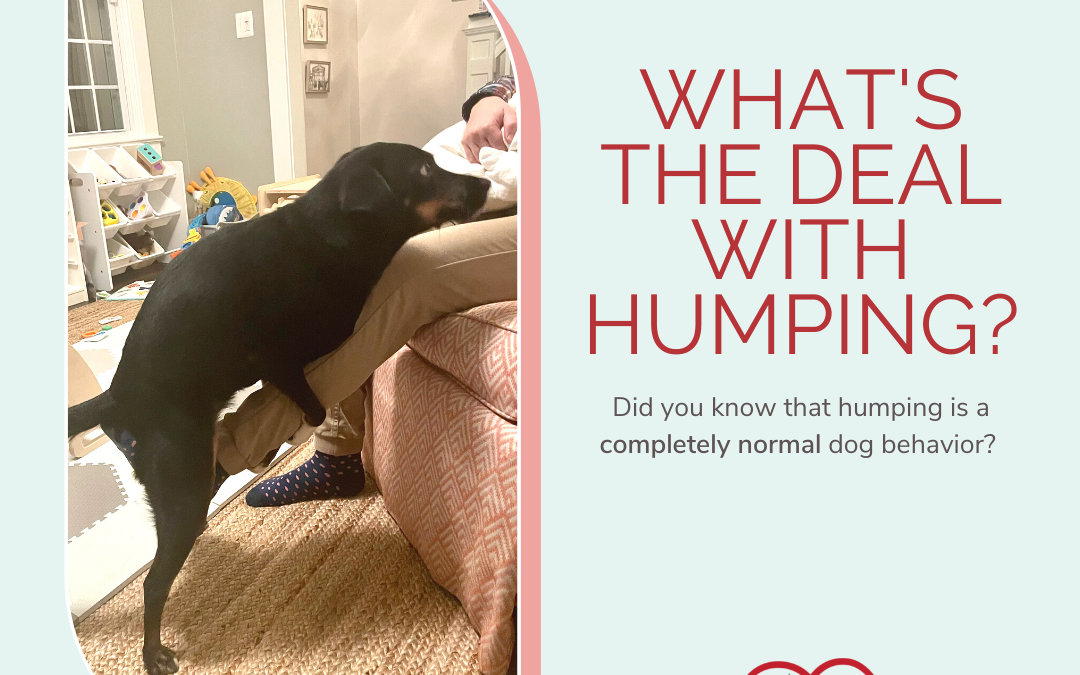What’s The Deal With Humping?