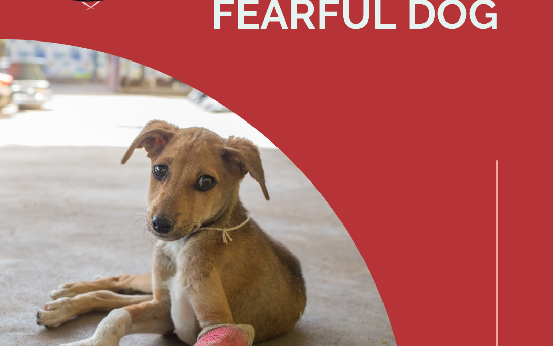 How To Love A Fearful Dog