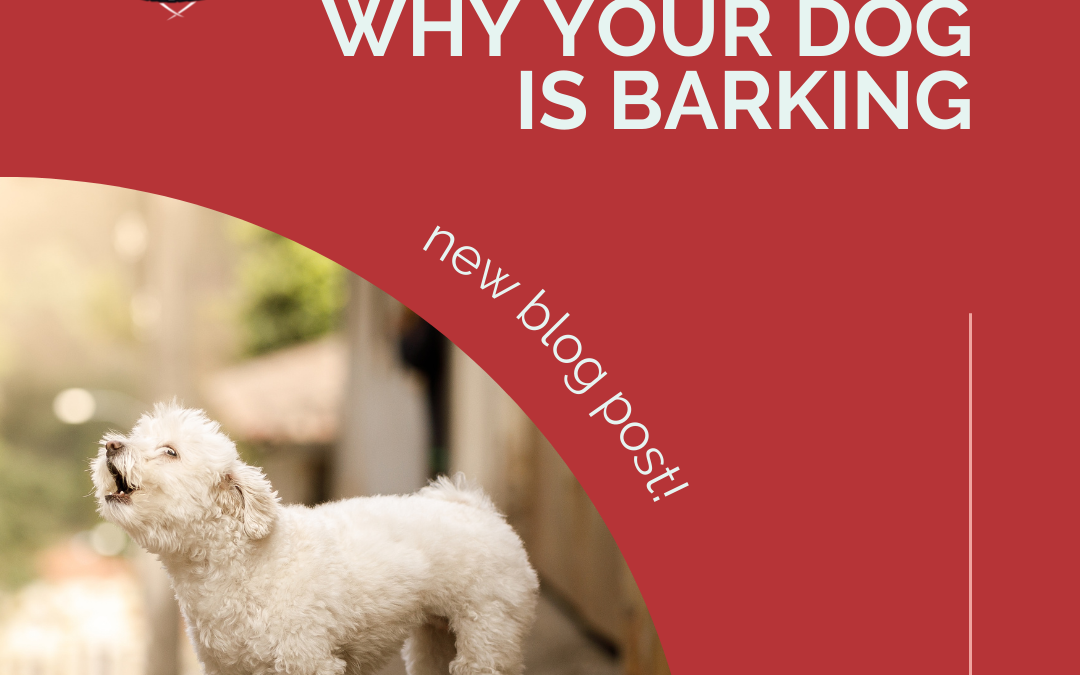 4 Reasons Why Your Dog Is Barking