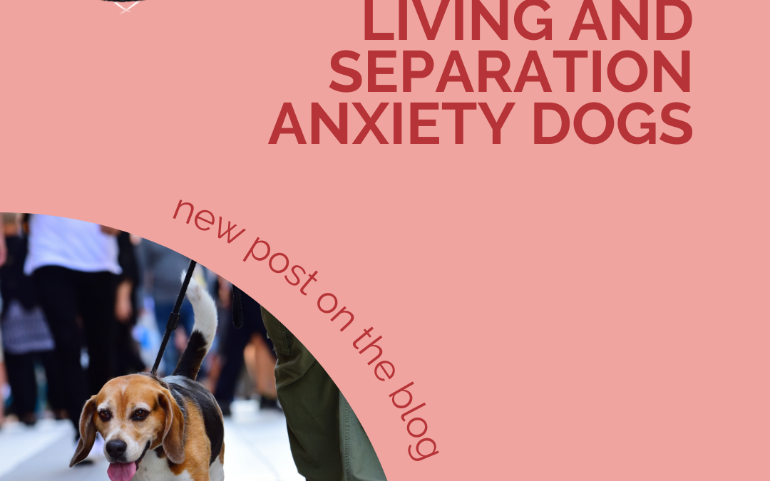 Apartment Living and Separation Anxiety Dogs