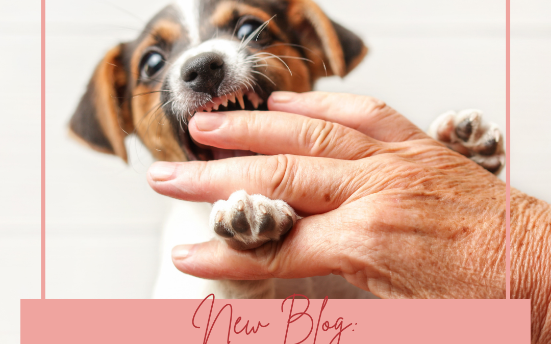 What To Do (And Not Do) About Puppy Biting