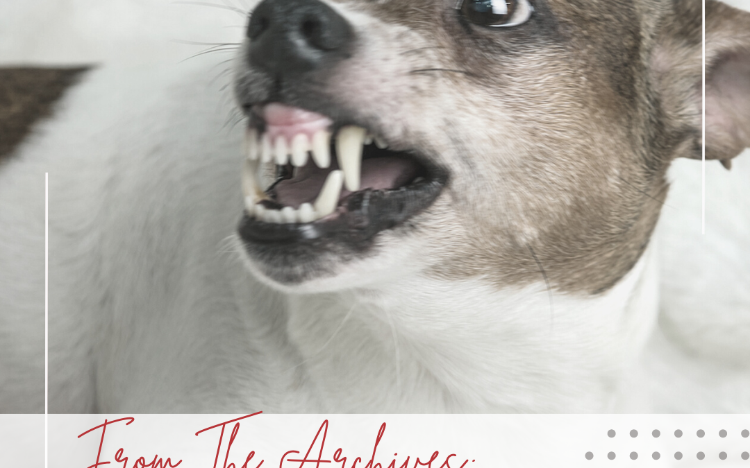 What To Do When Your Dog Growls