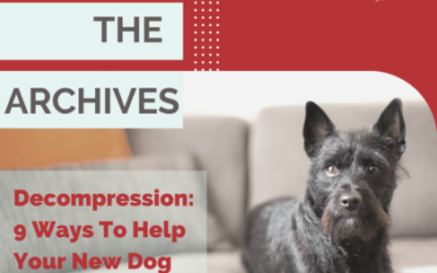 Decompression: 9 Ways To Help Your New Dog Adjust To A New Life