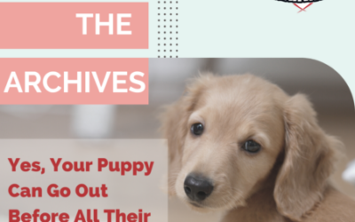 Yes, Your Puppy Can Go Out Before All Their Vaccines