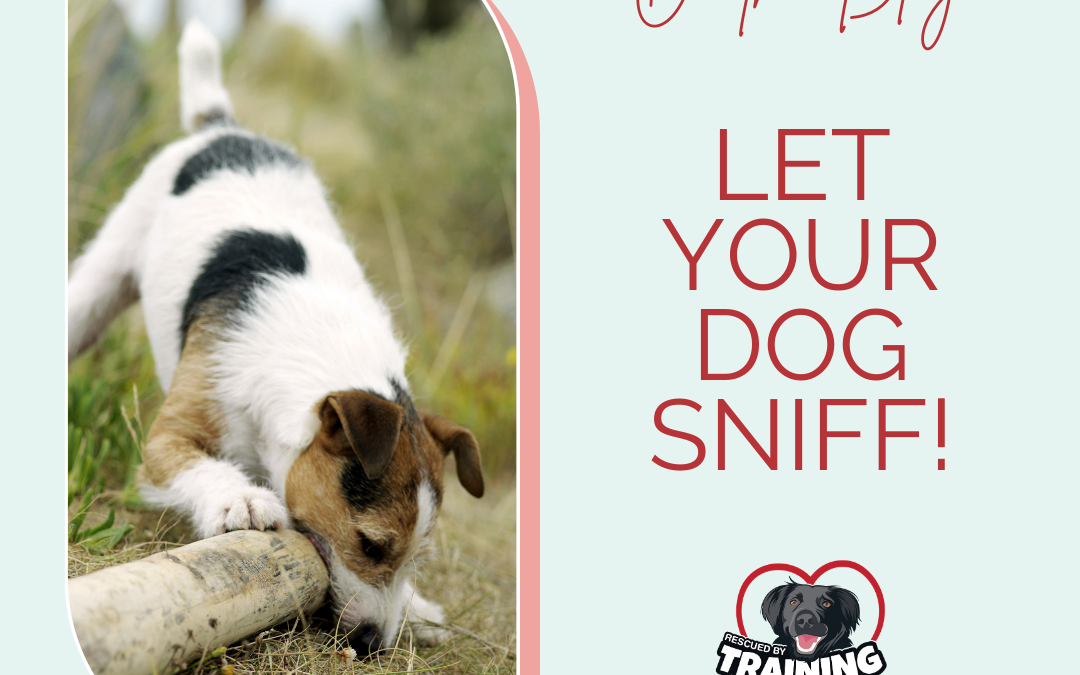 Let Your Dog Sniff!