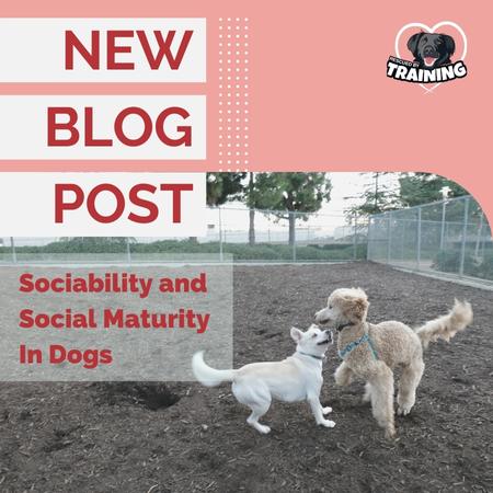 Sociability and Social Maturity In Dogs