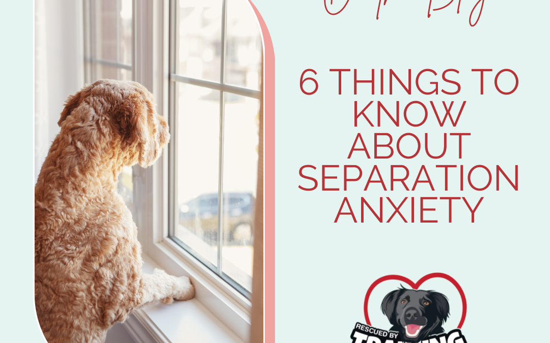 6 Things To Know About Separation Anxiety