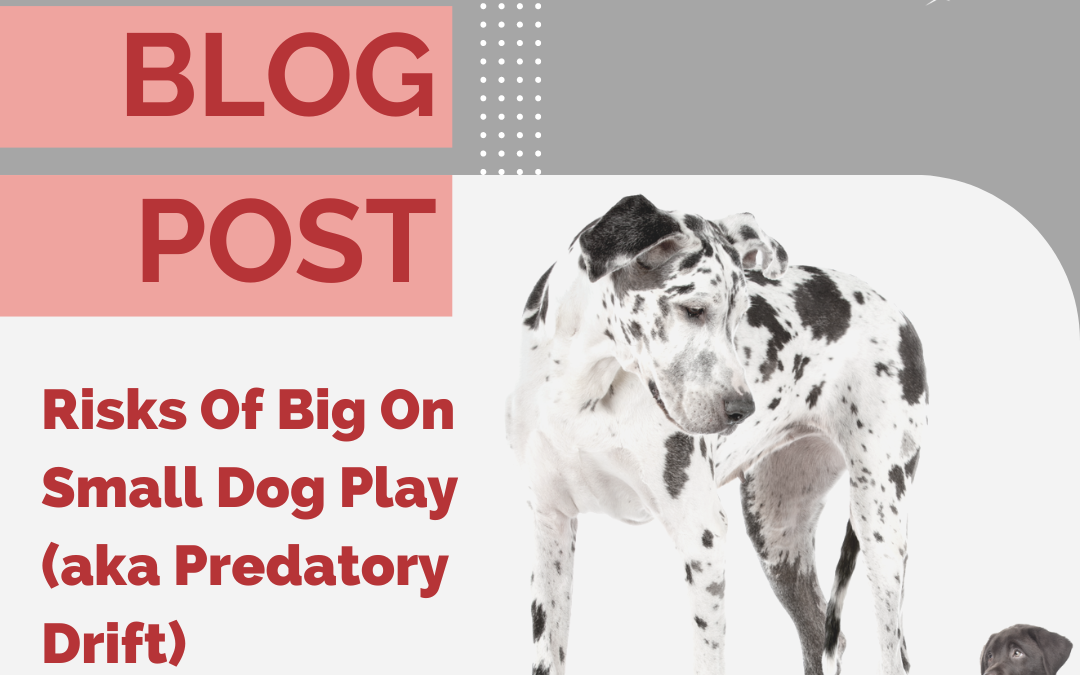 Risks Of Big On Small Dog Play (aka Predatory Drift)