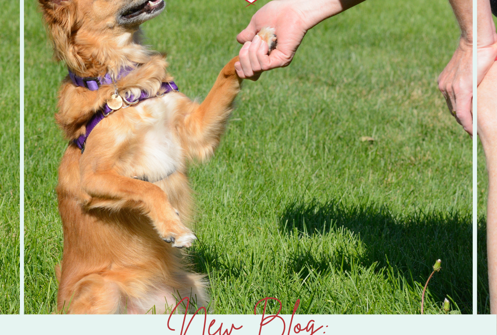 How To Greet A Dog (hint: it’s not sticking your hand out!)
