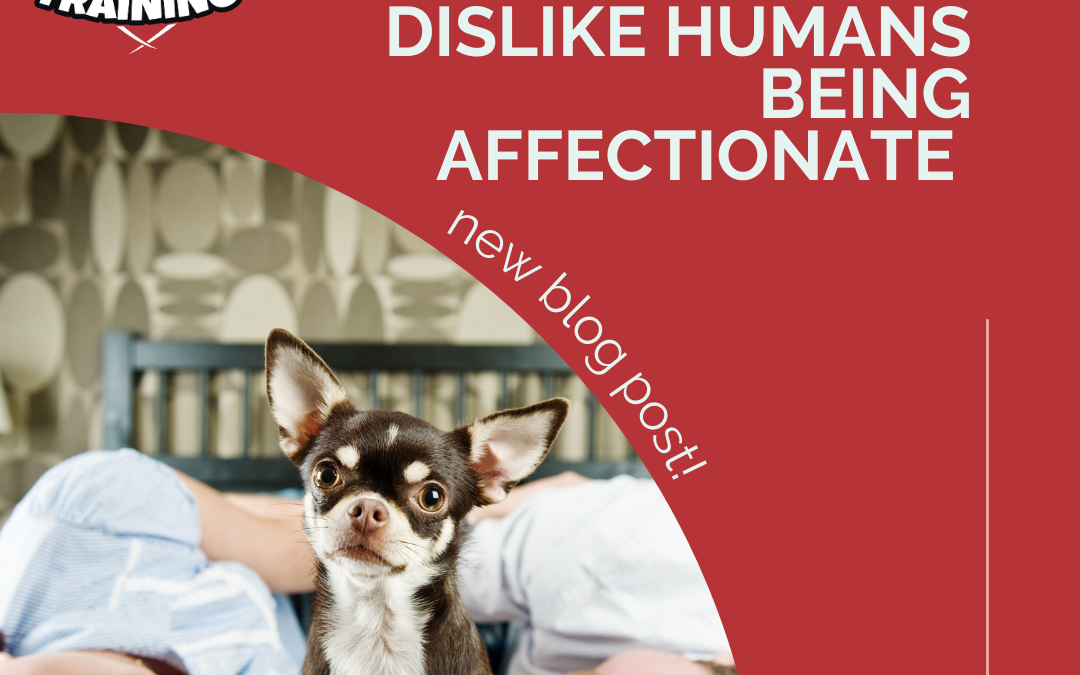 How To Help Dogs Who Dislike Humans Being Affectionate (With Each Other)