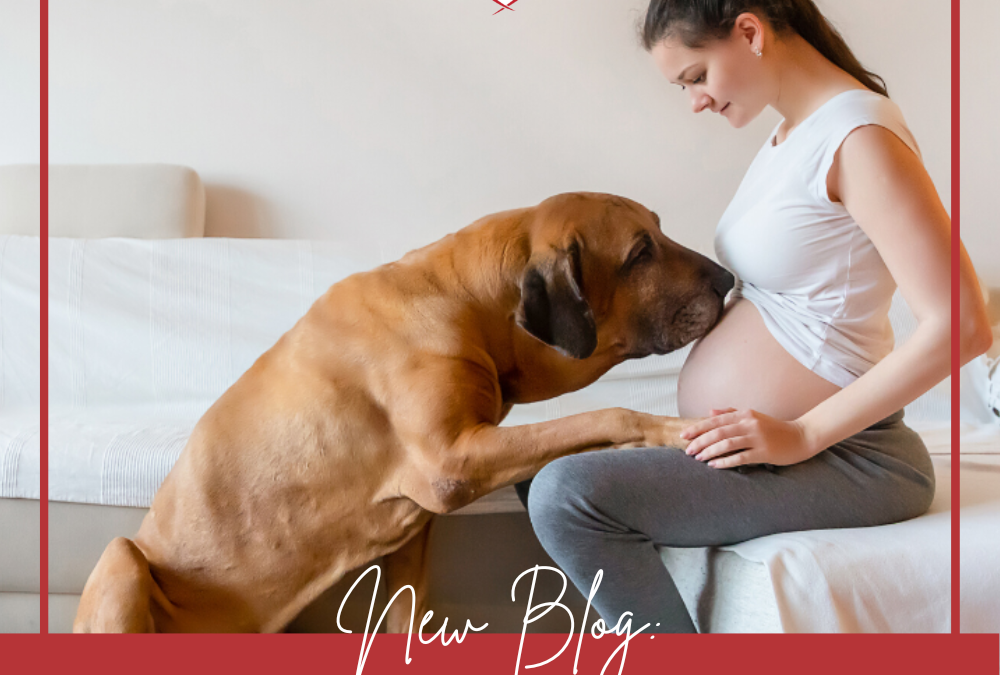 From The Archives: Five Things To Do For Your Dog Before Your Baby Arrives