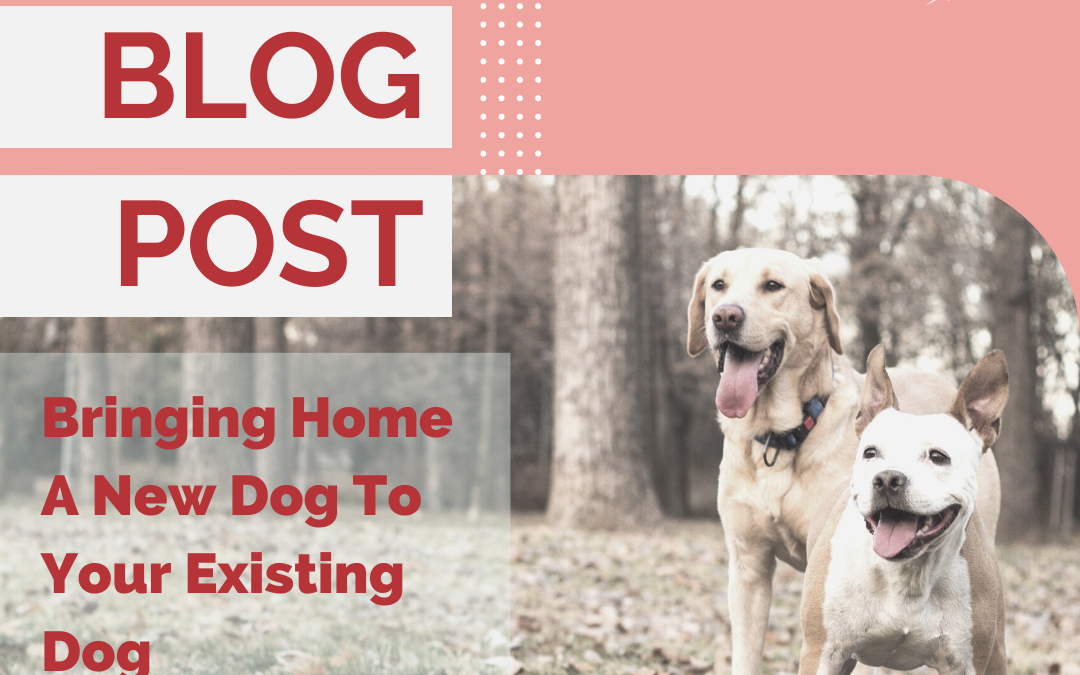 9 Things To Do When Bringing A New Dog Home To An Existing Dog