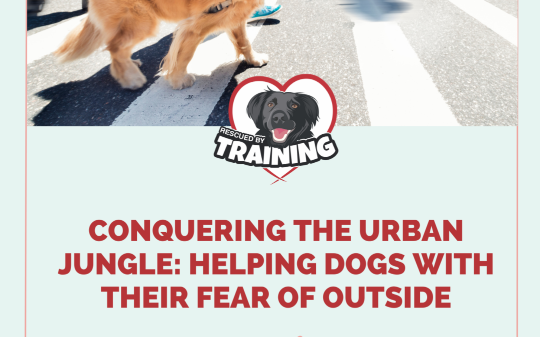 Conquering Your Dog’s Fear Of Outside Course Is Here!