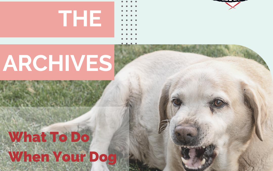 From The Archives: What To Do When Your Dog Growls