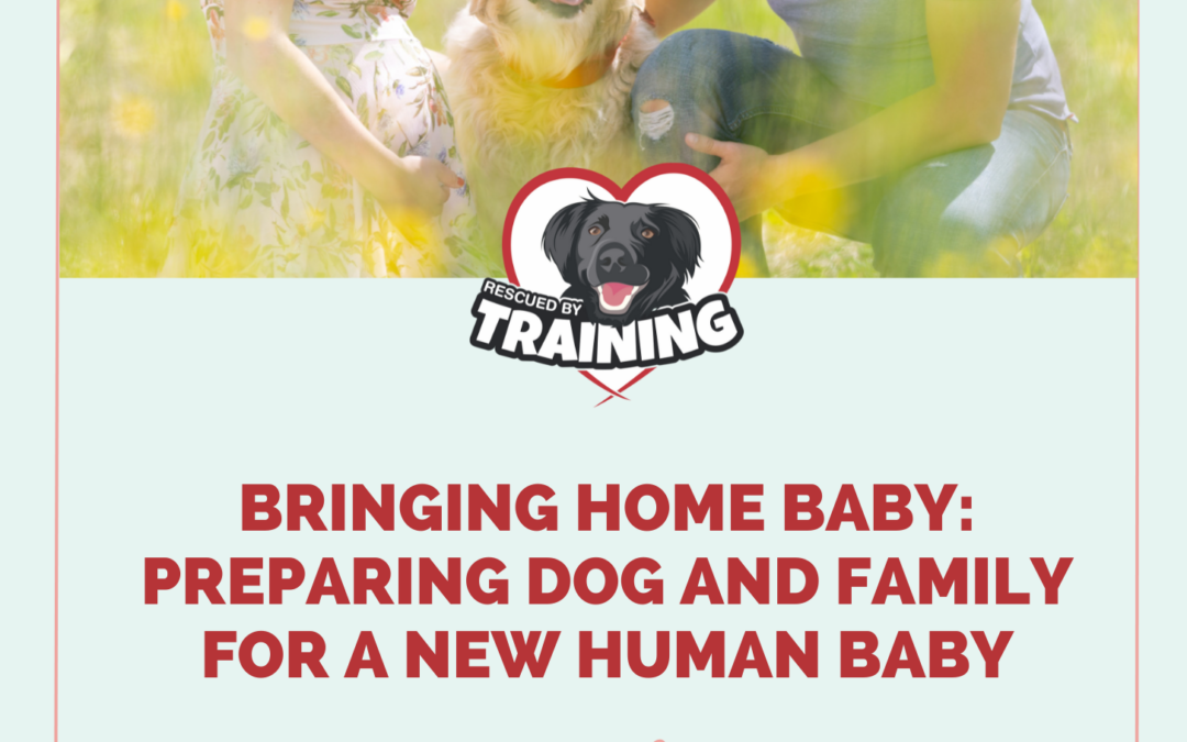 Bringing Home Baby To Dog Course Is Here!