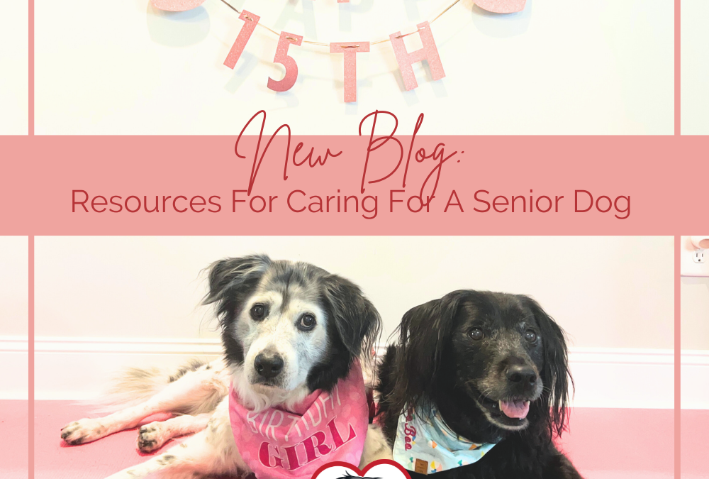 Resources For Caring For A Senior Dog