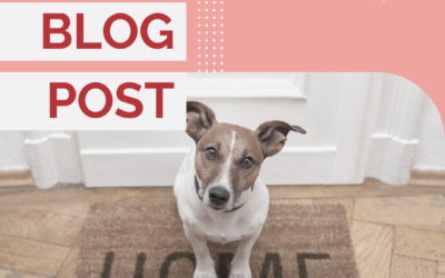 11 Ways To Help Your New Dog Decompress