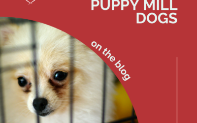 How To Help Puppy Mill Dogs