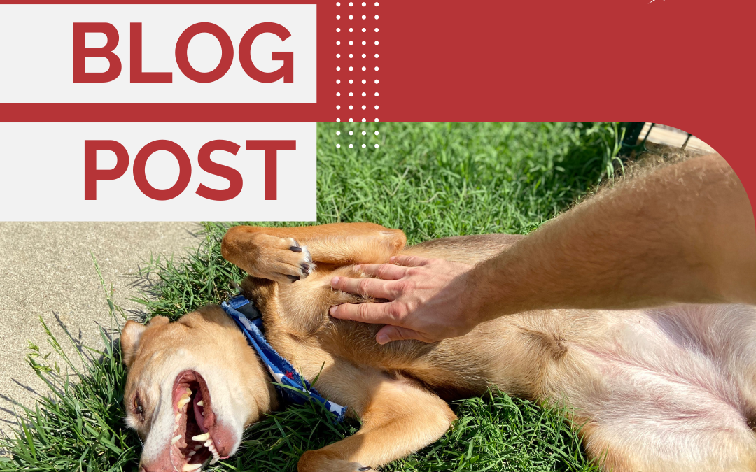 Does He Really Want A Belly Rub? Understanding Dog Appeasement Behaviors