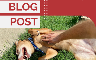 Does He Really Want A Belly Rub? Understanding Dog Appeasement Behaviors