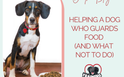 Helping A Dog Who Guards Food (and what not to do)