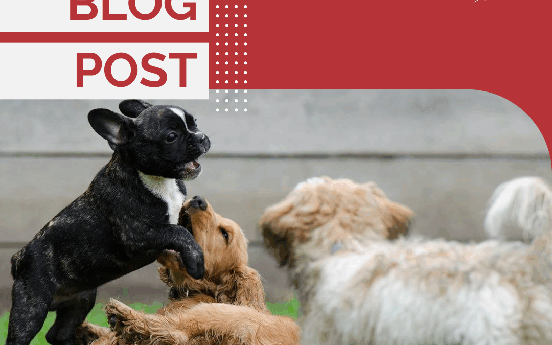 Puppy Play – Learning Essential Bite Inhibition