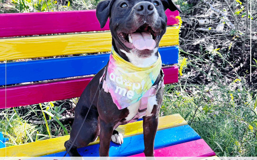 What To Ask Before Adopting A Dog