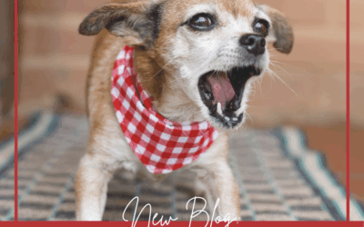 Behavioral Euthanasia Checklist for Dogs: Essential Signs to Know