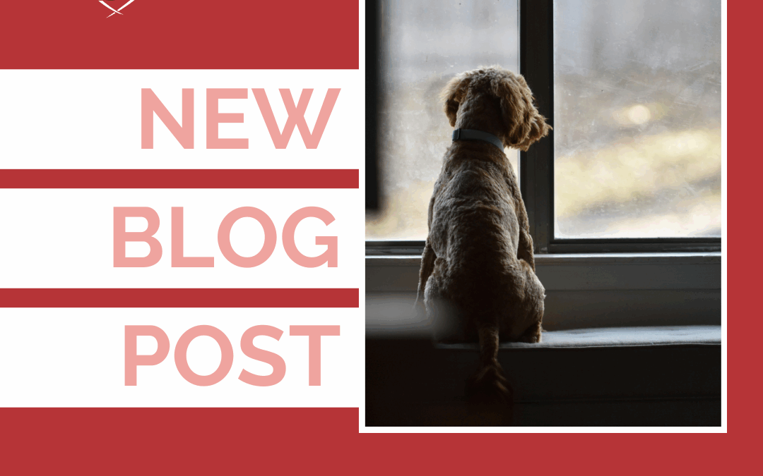 3 Separation Anxiety Myths That Could Be Misleading You