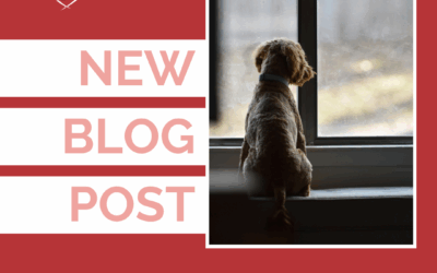 3 Separation Anxiety Myths That Could Be Misleading You