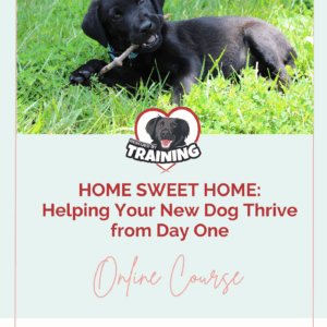 Home Sweet Home: Helping Your New Dog Thrive from Day One