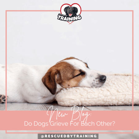 Do Dogs Grieve For Each Other?