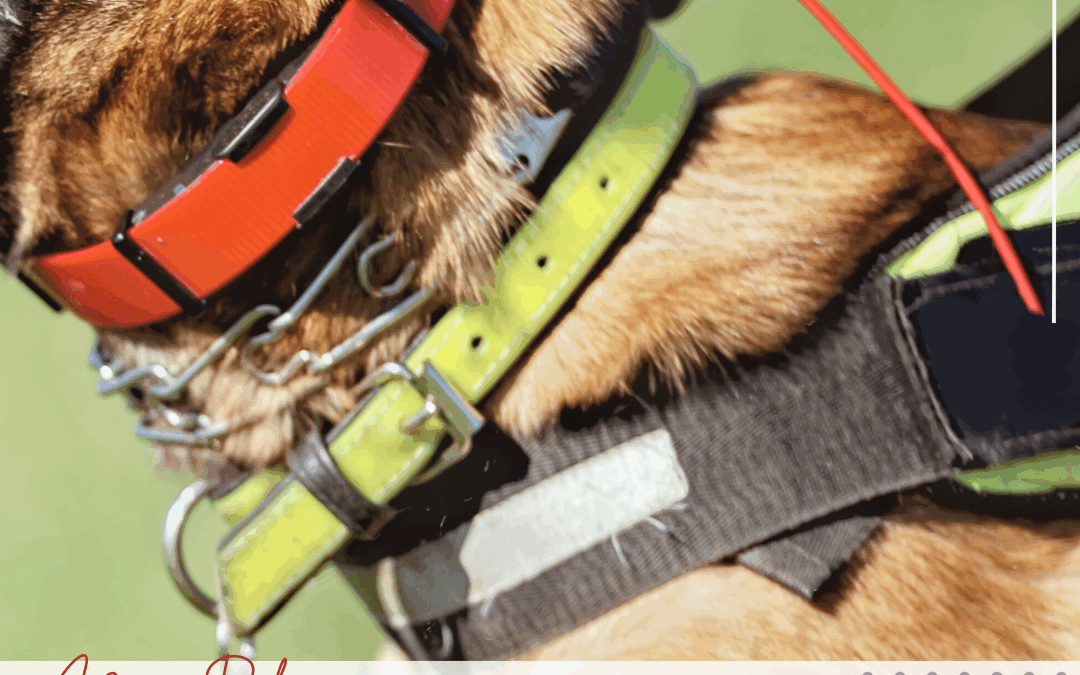 Why Aversive Dog Training Does More Harm Than Good