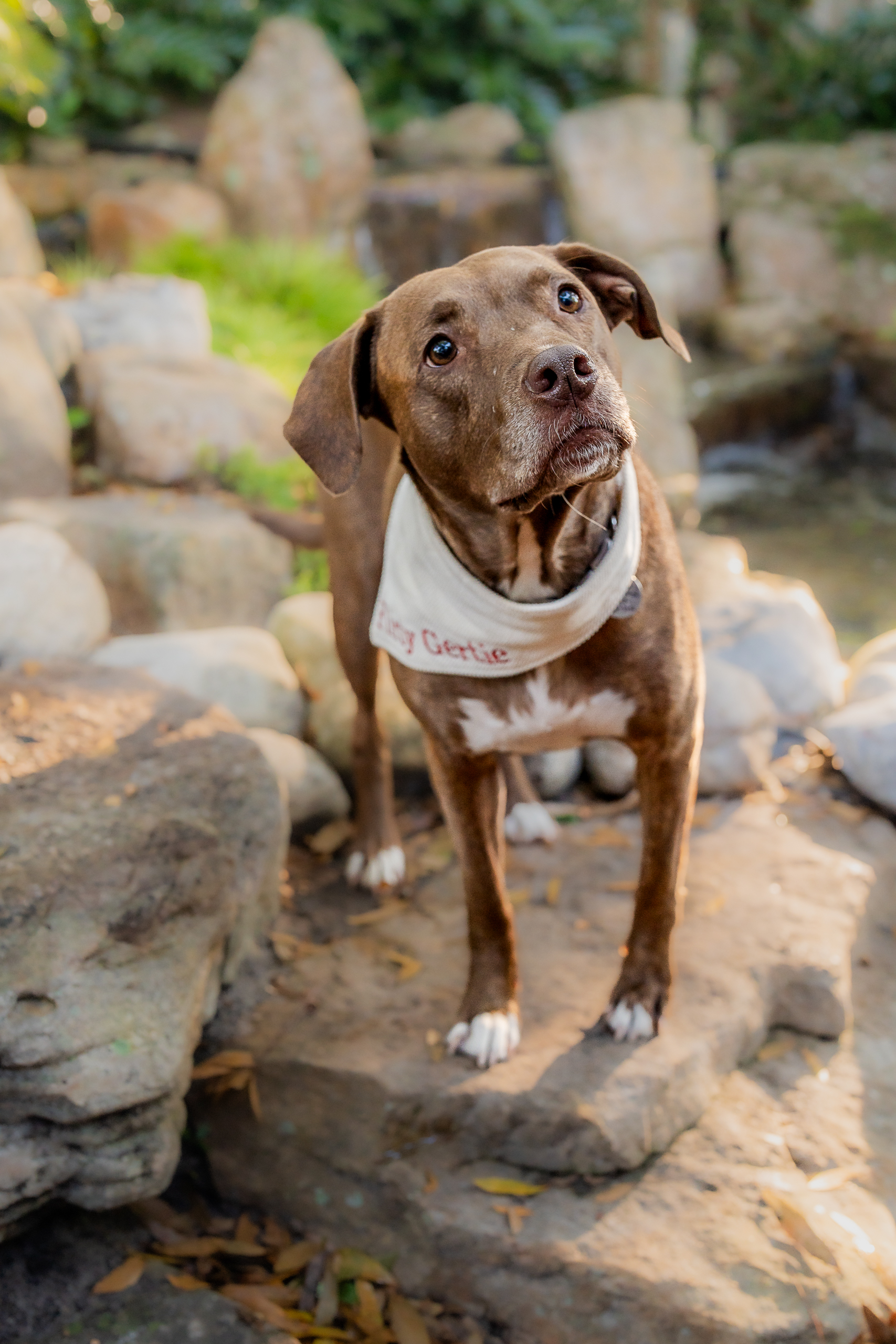 brown dog with soft eyes and head tilted