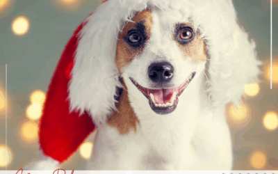 9 Things To Do When Adding A Dog This Holiday Season