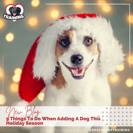 christmas puppy 2025