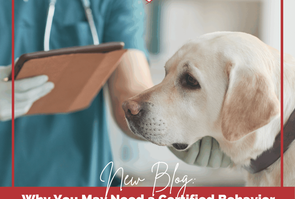 Why You May Need a Certified Behavior Consultant and Veterinary Support