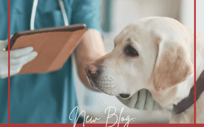 Why You May Need a Certified Behavior Consultant and Veterinary Support