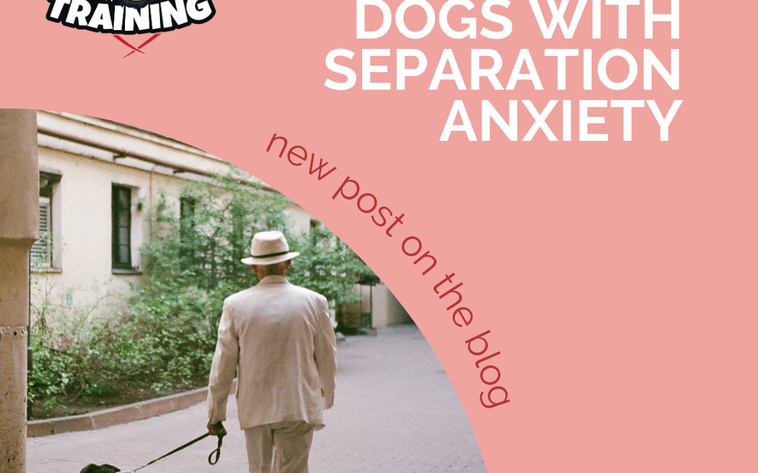 Apartment Dogs With Separation Anxiety