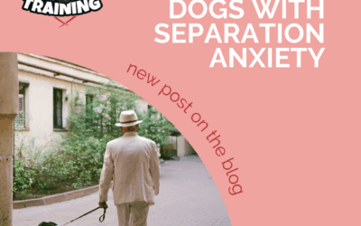 Apartment Dogs With Separation Anxiety