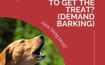 Is He Barking To Get The Treat? (Demand Barking)