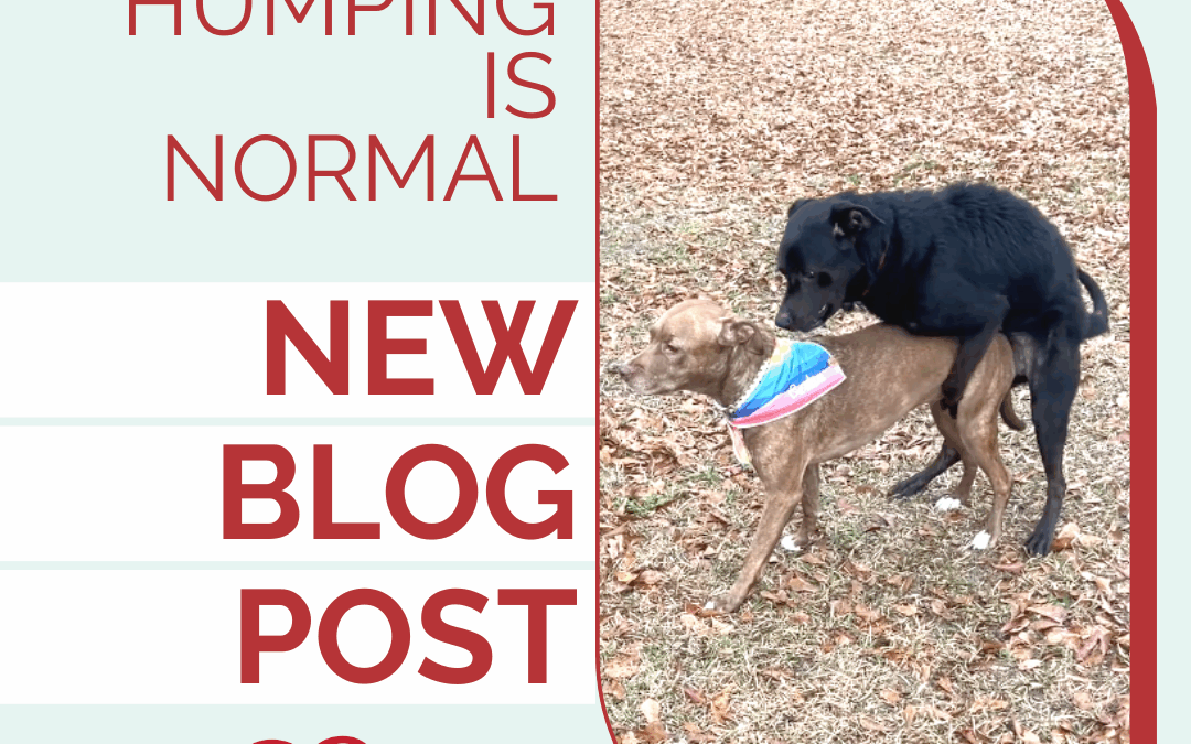 Dog Humping Is Normal